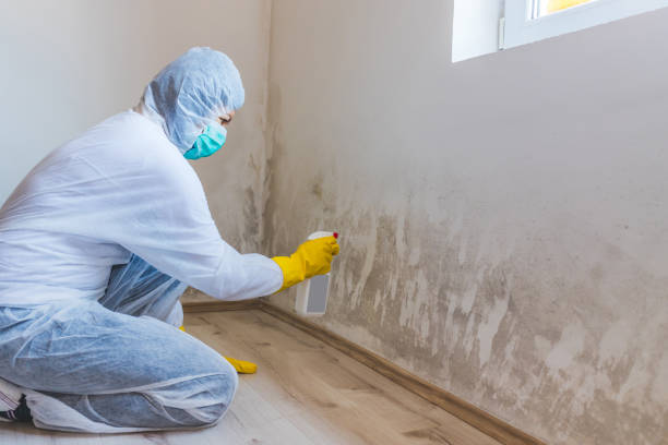 Licensed Commercial Mold Remediation service in New Cumberland, PA - WQB Mold Removal